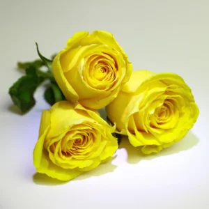 Geltonos rožės