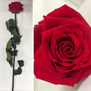 Raudona rožė 60 cm aukščio